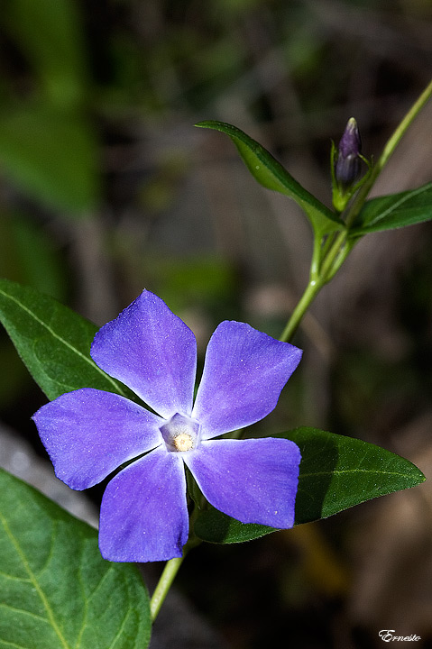 Vinca maior